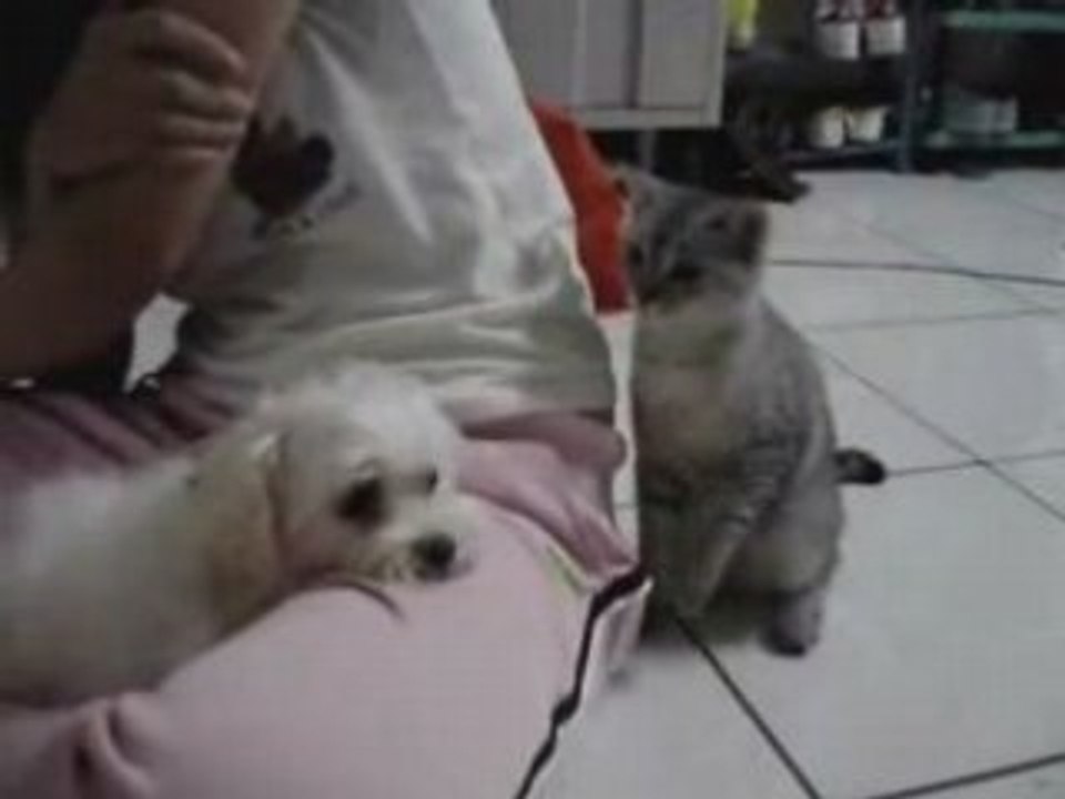 Chat qui cherche la baston