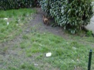 rika vs red ( amstaff vs staffie)