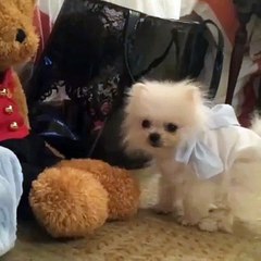 بالصور والفيديو: 13 ألف دولار ثمن كلب باريس هيلتون الجديد!