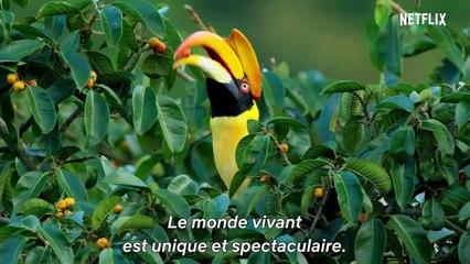 David Attenborough : Une vie sur notre planète (2020) - Bande annonce