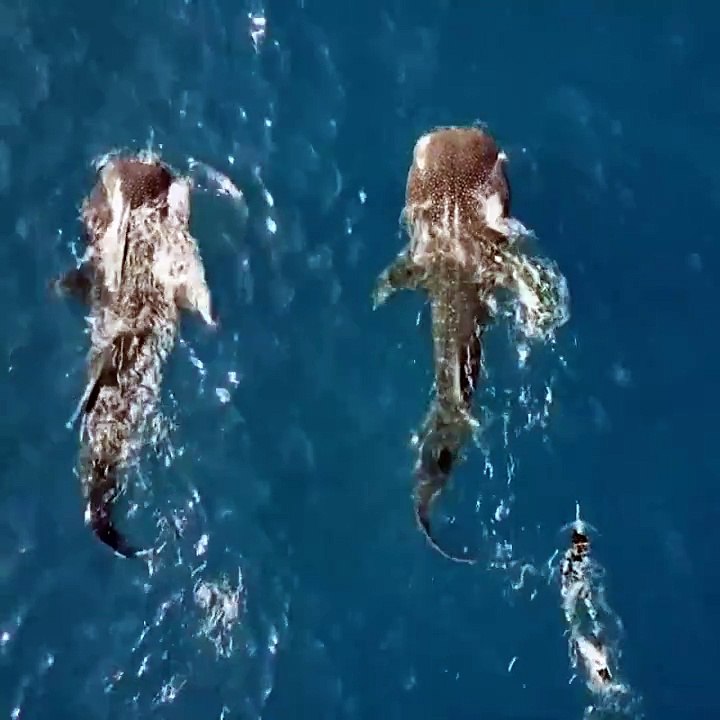 شاهدي وليّ عهد دبي في مغامرة رياضية خطيرة: يسبح مع القرش!