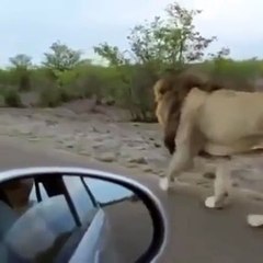 بالفيديو: مغردون يكتشفون حقيقة وسم أسد يتجول بالقصيم بجانب مواطن خليجي!