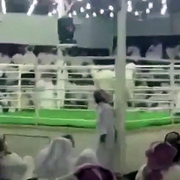 بالفيديو اسعار خرافية في مزاد لبيع الماعز بالكويت