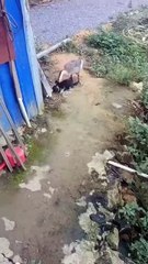 Save me dear 🥹 I accidentally teased her a little huhu