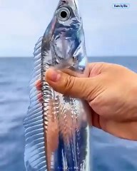 🦈 Why are deep sea creatures coming to the shores 🌊