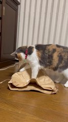 Cats Playfully Battle for Control of Paper Bag