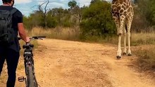 Man riding bike encounters a curios giraffe...