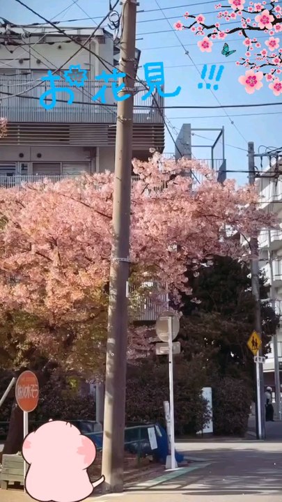 Cherry blossoms in Japan ❀ | 🌸 | ❀ 花見 Hanami Sakura 桜