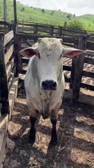 No campo, cada semente é um novo começo (13)