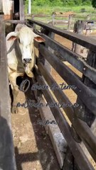 No campo, cada semente é um novo começo (17)