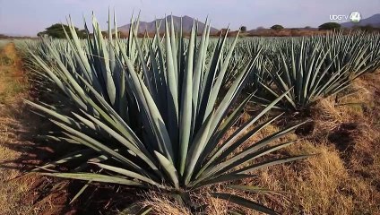 El Gobierno de Tequila lanza ultimátum a empresarios: o pagan impuestos o los clausuran