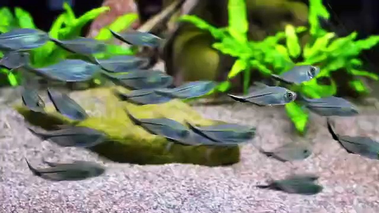 Aquarium 65