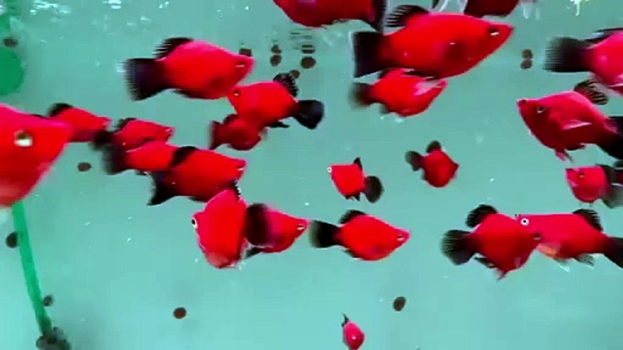 Aquarium 63