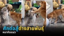 ไวรัลสุดน่ารัก หมาชิบะ เล่นต่อสู้กับ น้องเหมียว ใส่กันไม่มียั้ง