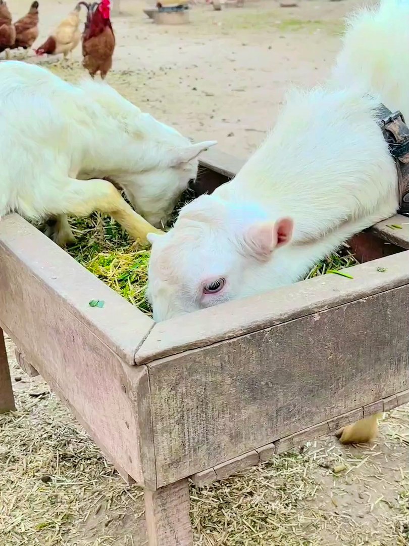 ⁣Pets life
