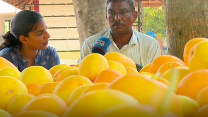 കണിവെള്ളരി ഇല്ലാതെന്ത് കണി ! 11 ഏക്കറിലെ ഒരു കണിവെള്ളരി കൃഷിയുടെ കാഴ്ച | Vishu