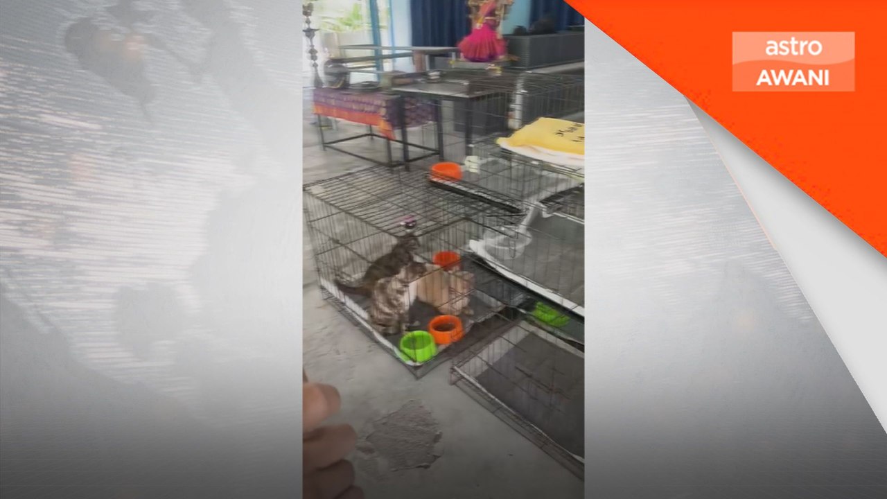 SPCA Selangor selamatkan 30 ekor kucing, lima ekor anjing