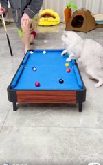 Video Lucu Kucing Menggemaskan yang Bikin Hari Lebih Ceria 🐱