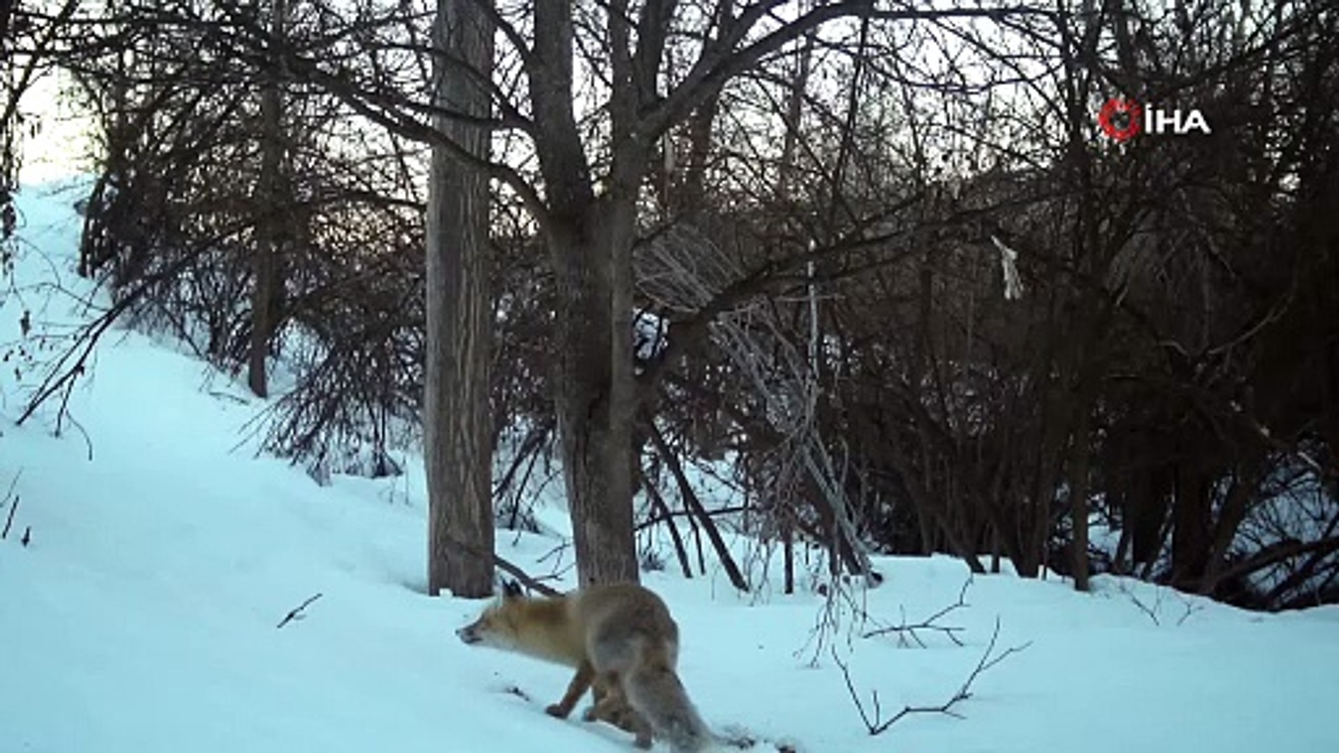 Erzincan’da yaban hayatı fotokapanla görüntülendi