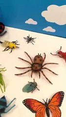 Explore the Fascinating Mosquito Lifecycle 🦟