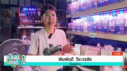 วงการปลากัดตะลึง เปิดโฉมปลากัด 2 หาง | เป็นข่าวเล่าเรื่อง | 04 เม.ย. 68  | PART 1