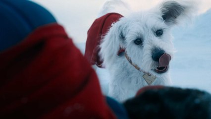 Super-Hund vs. Superman: Die erste Szene aus dem neuen DC-Film überrascht mit ungewöhnlichem »Duell«