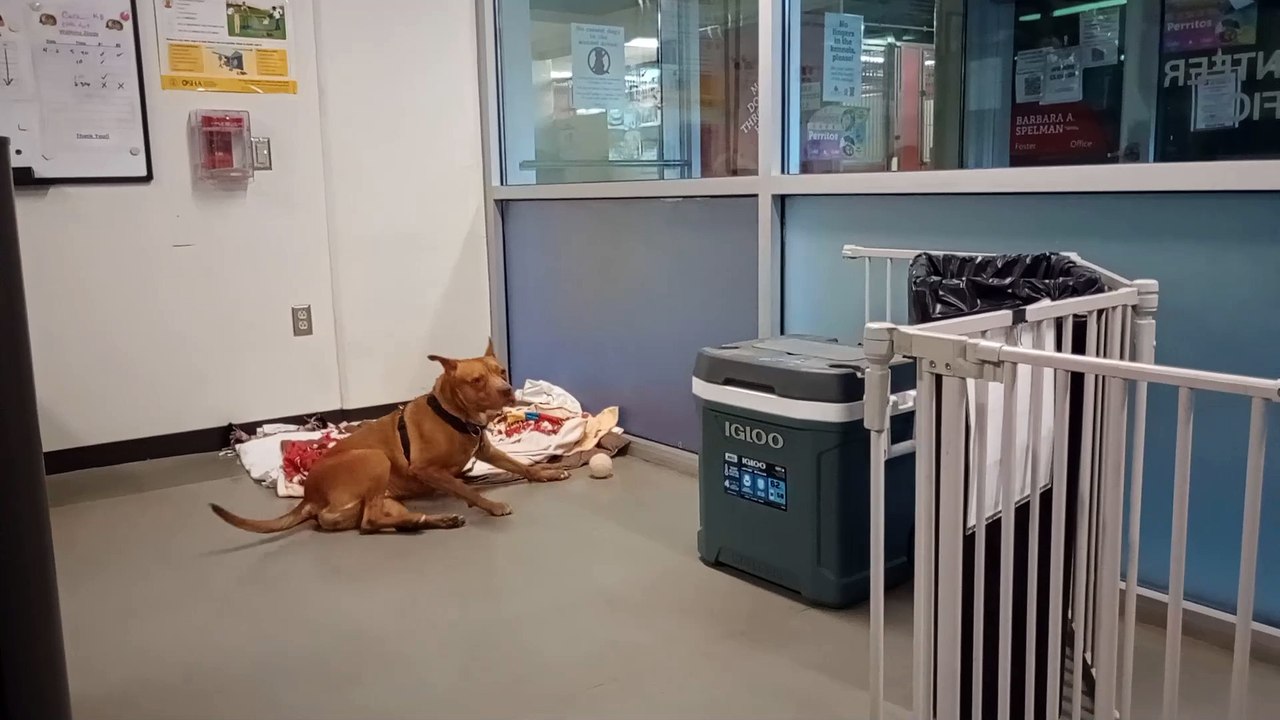 Cara 5y A818405 kennel volunteer office PACC shelter hope it works out with this lovely lady VID_20250402_174512531