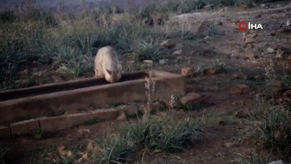 Nesli tehdit altındaki ''Türkiye'nin hayaleti'' kameralara yakalandı