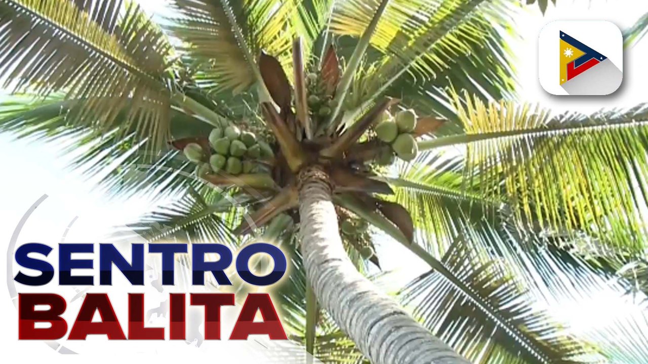 Agriculture export ng PH, maaaring makinabang sa pagpataw ng U.S. ng mas mataas na taripa sa iba't ibang bansa ayon sa D.A.