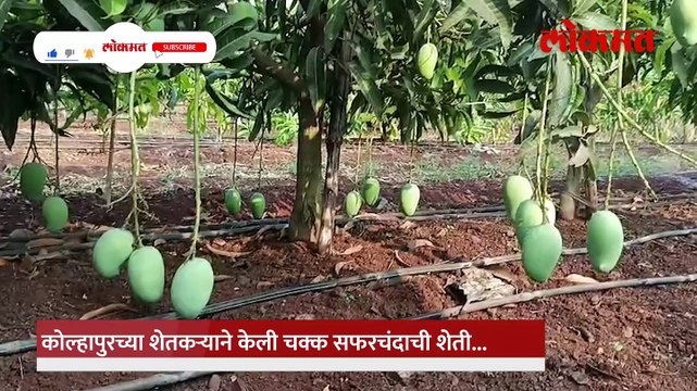 जम्मू काश्मीरमधील सफरचंदाची शेती आता पश्चिम महाराष्ट्रात करता येणार