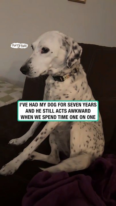 Another night with awkward dog