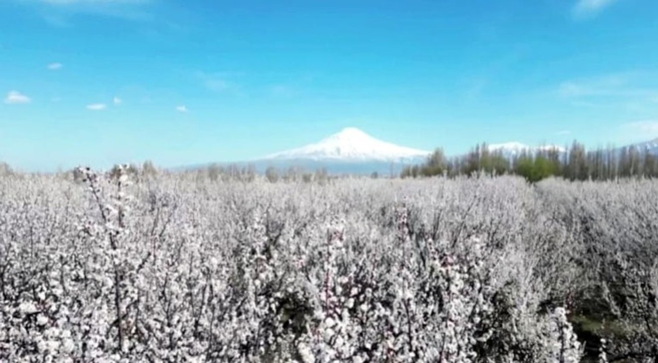Iğdır Ovası'nda bahar coşkusu: Kayısı ağaçları beyaza büründü