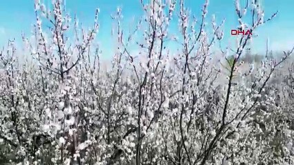 Bembeyaz manzarayı gören kar yağdı sanıyor ama gerçek bambaşka!