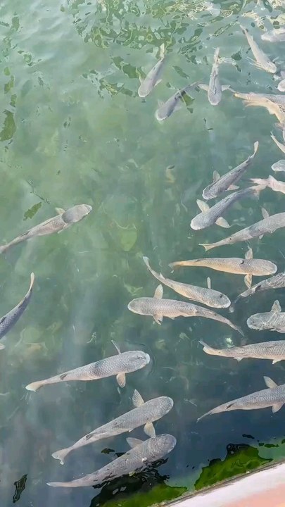 Beautiful fish
