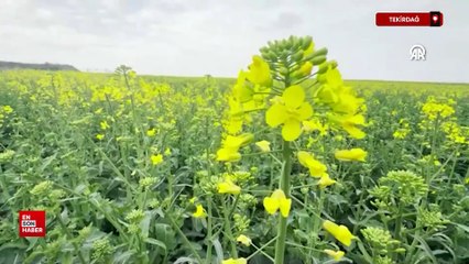 Tekirdağ'ın "sarı gelini" olarak adlandırılan kanola kente güzellik katıyo