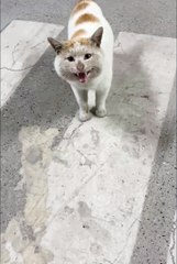 Cute animals😼cute cats❤️ #catvideos #shorts #cuteanimals