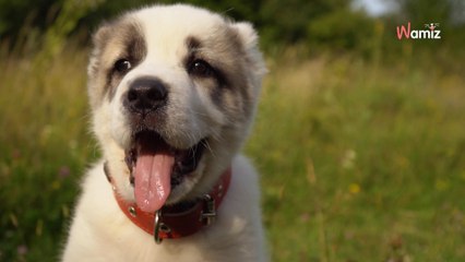 Elle perd son chiot lors d'un déménagement : 11 ans après, elle reçoit un coup de téléphone incompréhensible