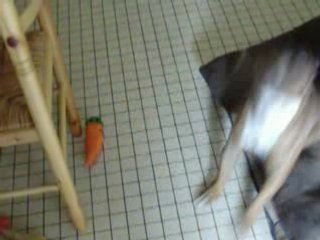 rika vs red ( amstaff vs staffie)2