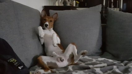 Dog Reacts Hilariously After Realizing He's Being Filmed While Sniffing Crotch