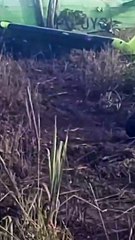 Avião agrícola cai em área de mata no município do Pilar