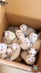 cutest cat #cat #cats