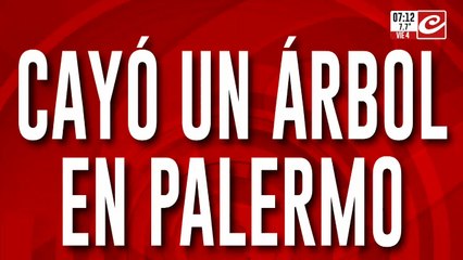 Cayó un árbol en pleno barrio porteño de Palermo