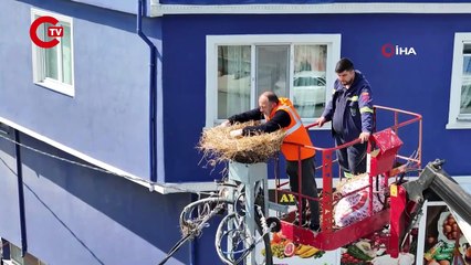 Büyükçekmece’de iş yerini 'kirletiyor' gerekçesiyle leylek yuvasını kaldırtan esnafa tutanak tutuldu