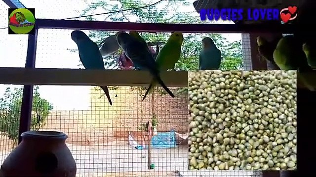 Australian parrots k chicks ka mar Jana (death ho Jana),reason and solution..