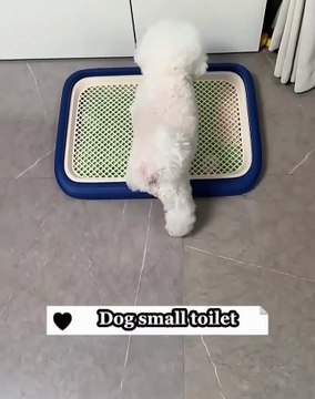 🐾 Welcome to our pawsitively amazing journey through the world of #DogsOfI