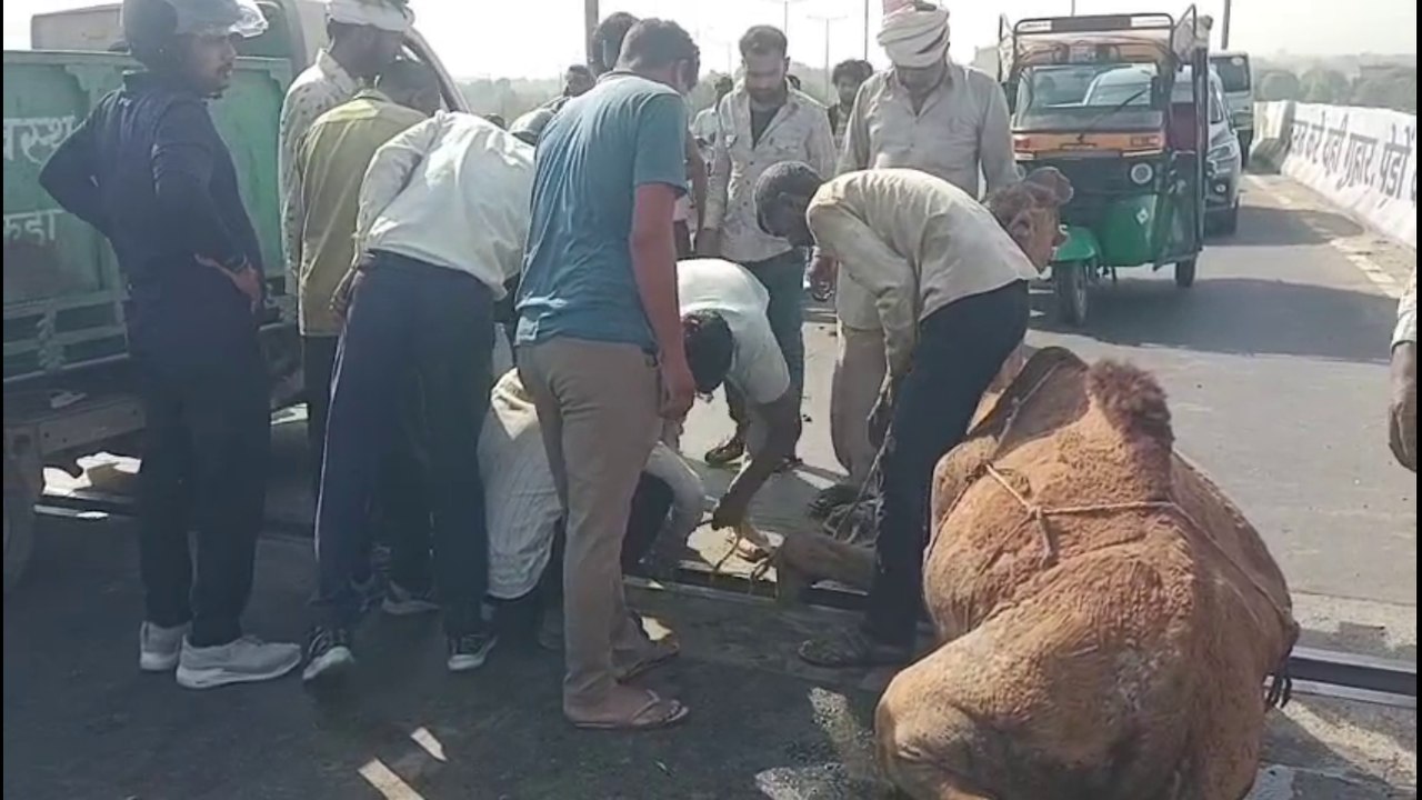 फ्लाईओवर पर फंसा ऊंट का पैर