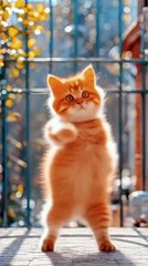 Very nice 👍 cat dance
