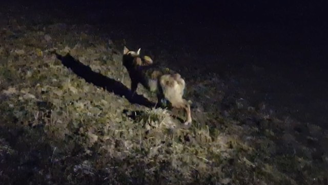 La lupa catturata nel Parco dello Stelvio: i ricercatori le mettono il radiocollare e la lasciano tornare al suo branco