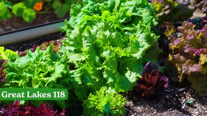 We Grew 18+ Types of Lettuce and Ranked Them