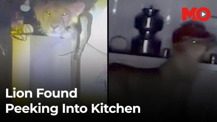 Lion enters Gujarat home, stares into kitchen: Not the first time